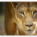 marketing-speaker-rodney-goldston-lion