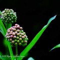 unbloomed flower