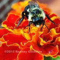 honey bee